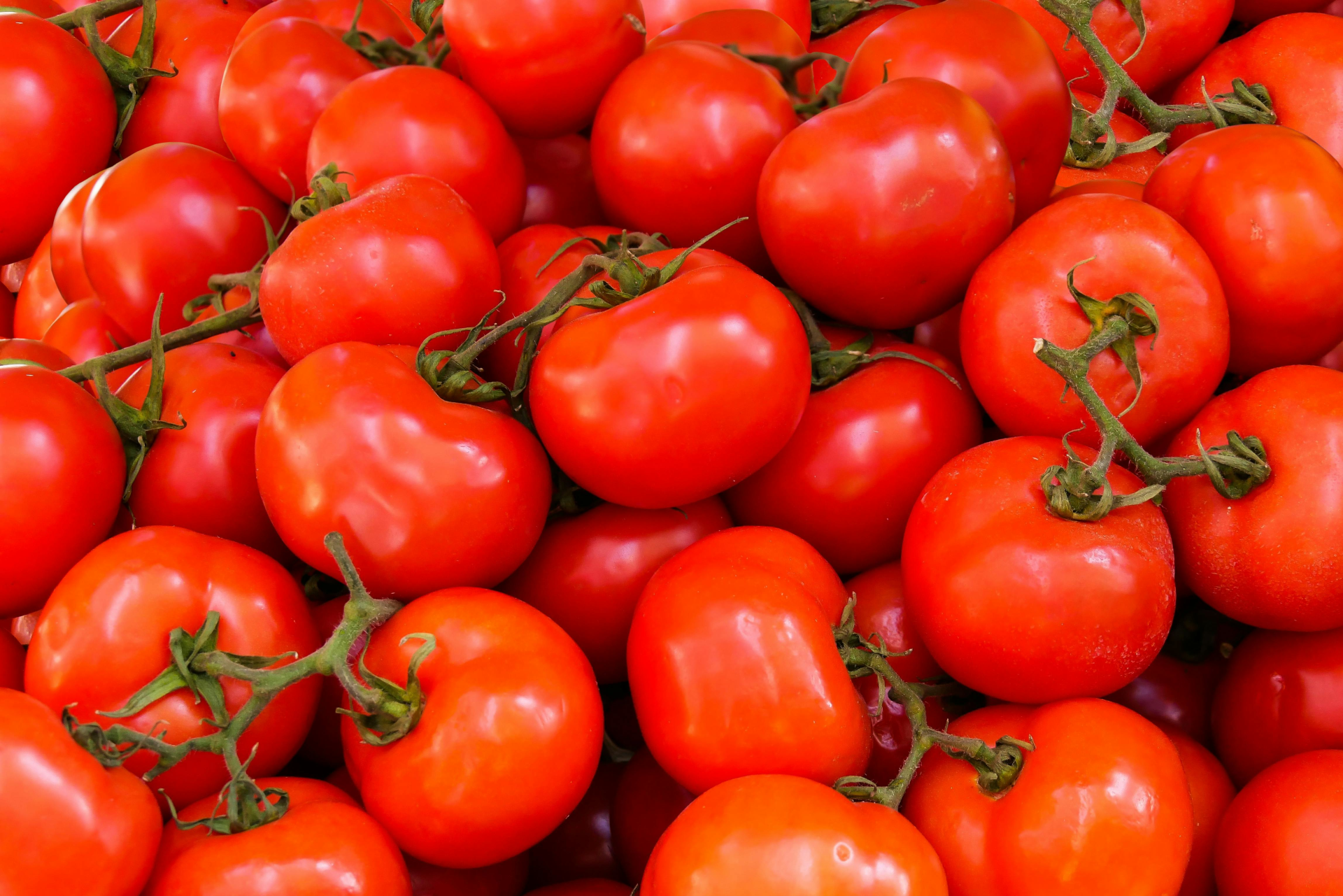 Fresh Tomatoes